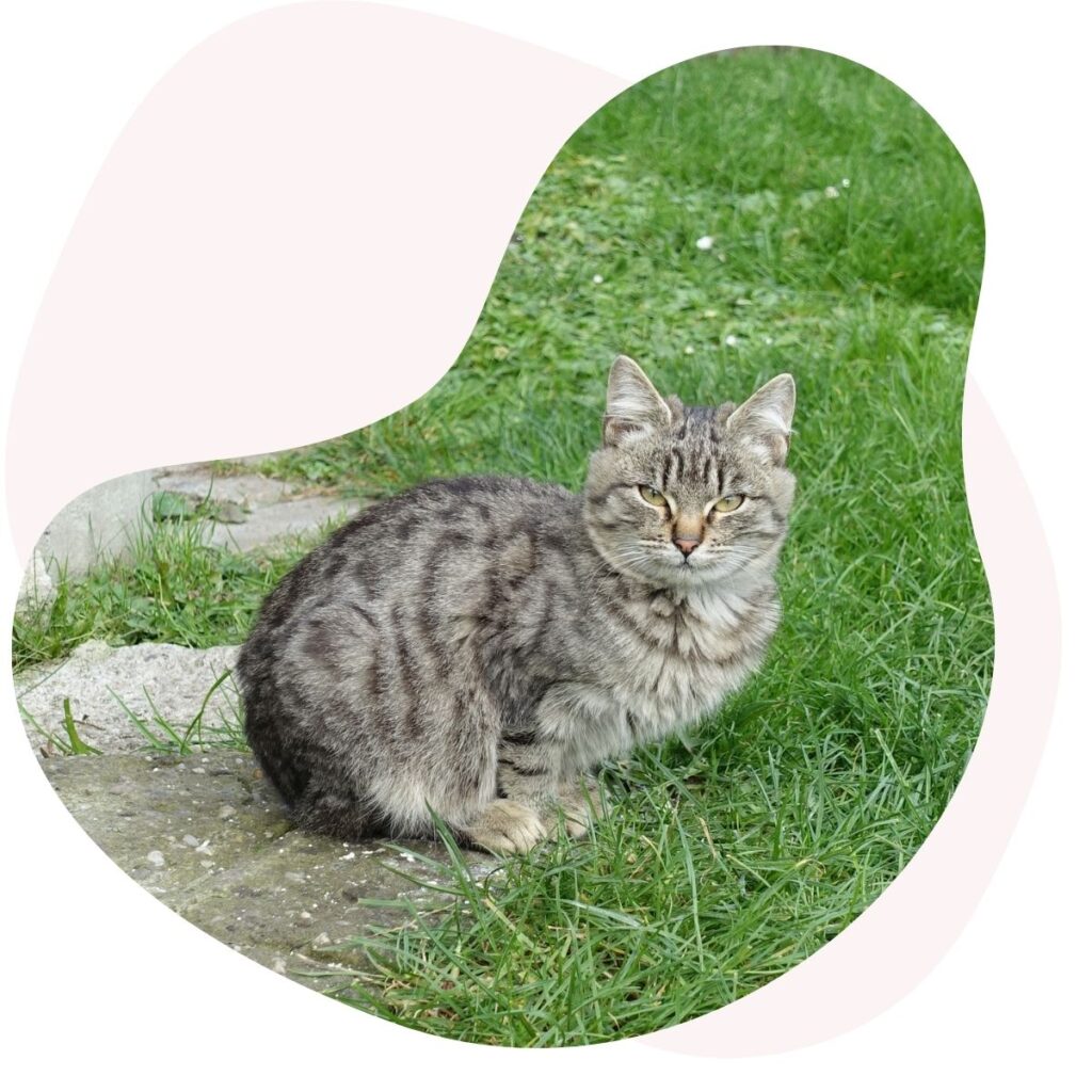 kastracje kotów wolno żyjących