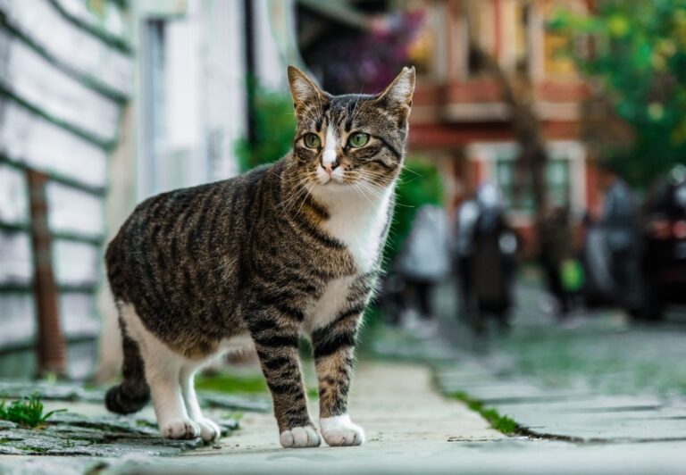 Ruszyły kastracje kotów wolno żyjących
