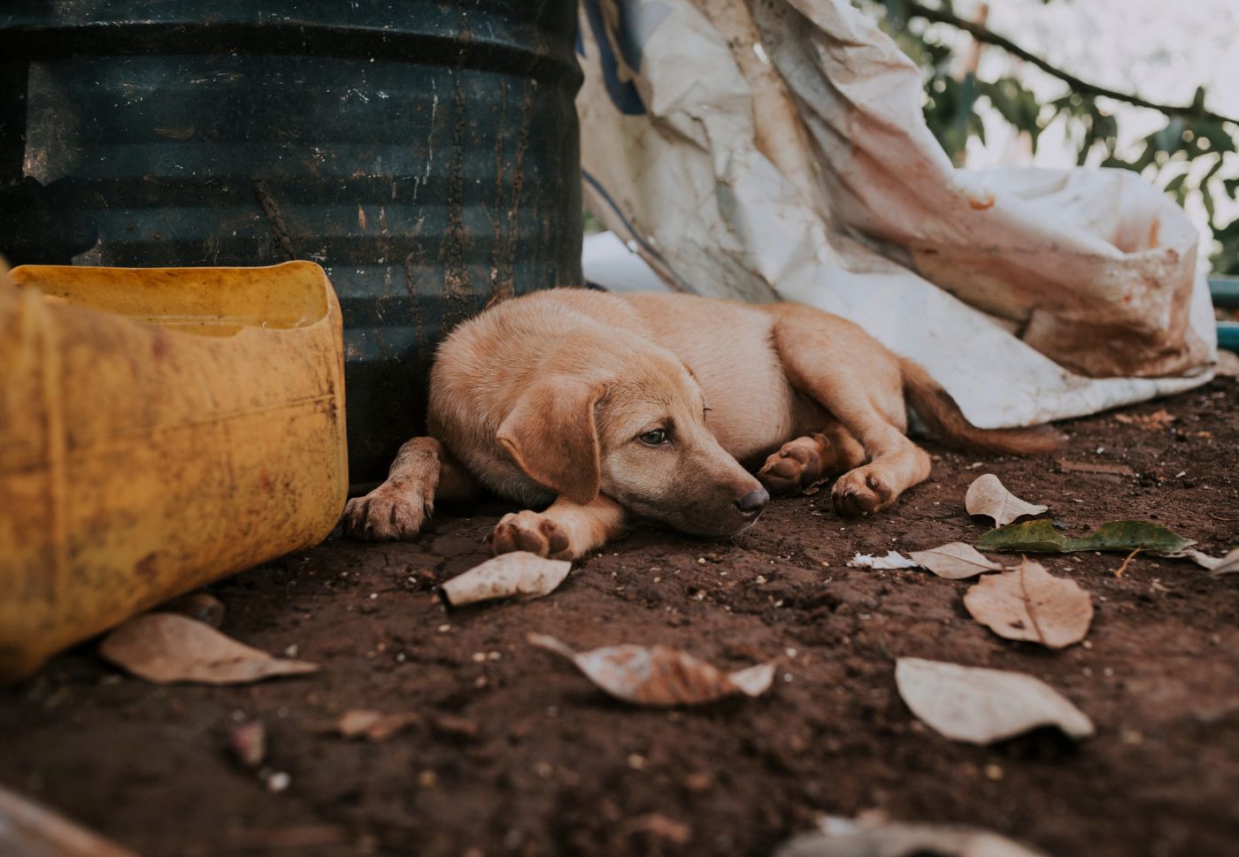 światowy dzień zwierząt bezdomnych