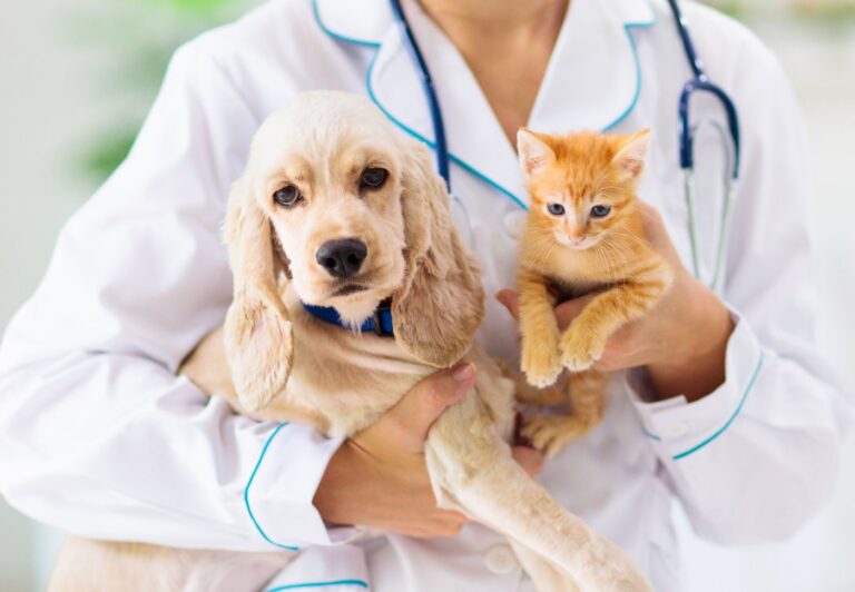 Ruszył nabór wniosków na kastracje zwierząt właścicielskich