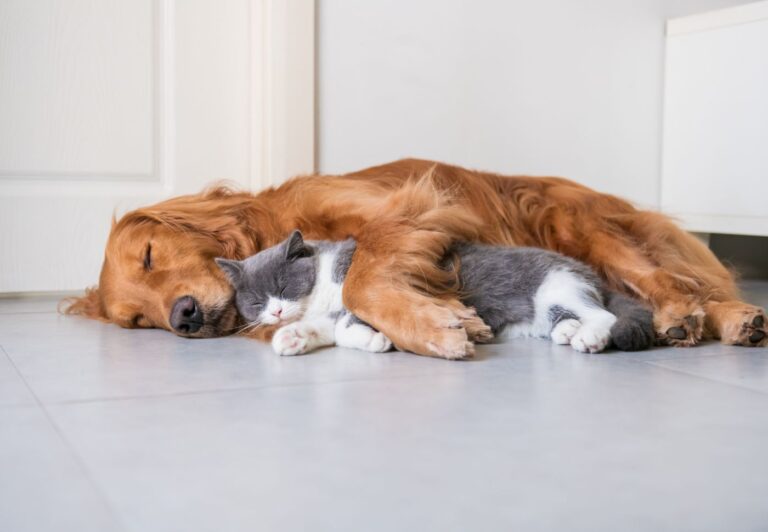 Dzień Praw Zwierząt