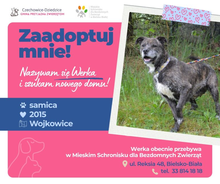 werka - akcja adoptuj mnie