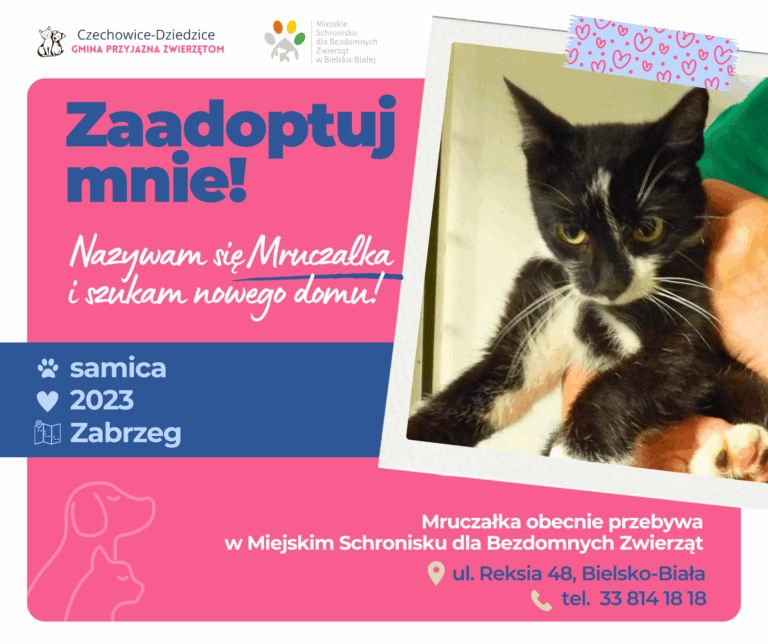 Mruczałka szuka domu!
