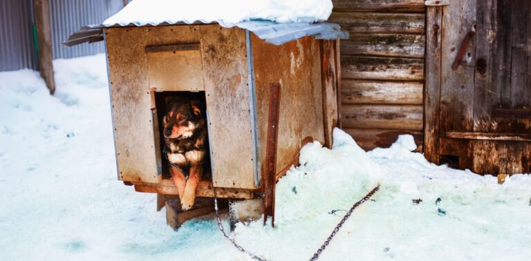 Pamiętajmy o&nbsp;zwierzętach w&nbsp;okresie zimowym!