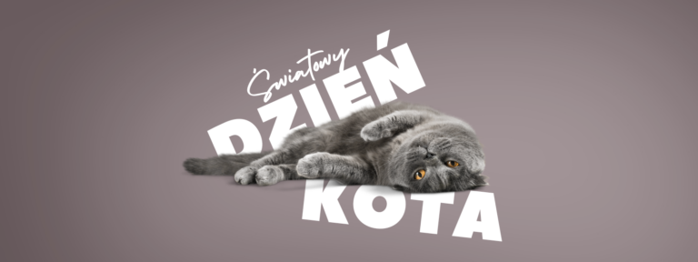 Światowy Dzień Kota!